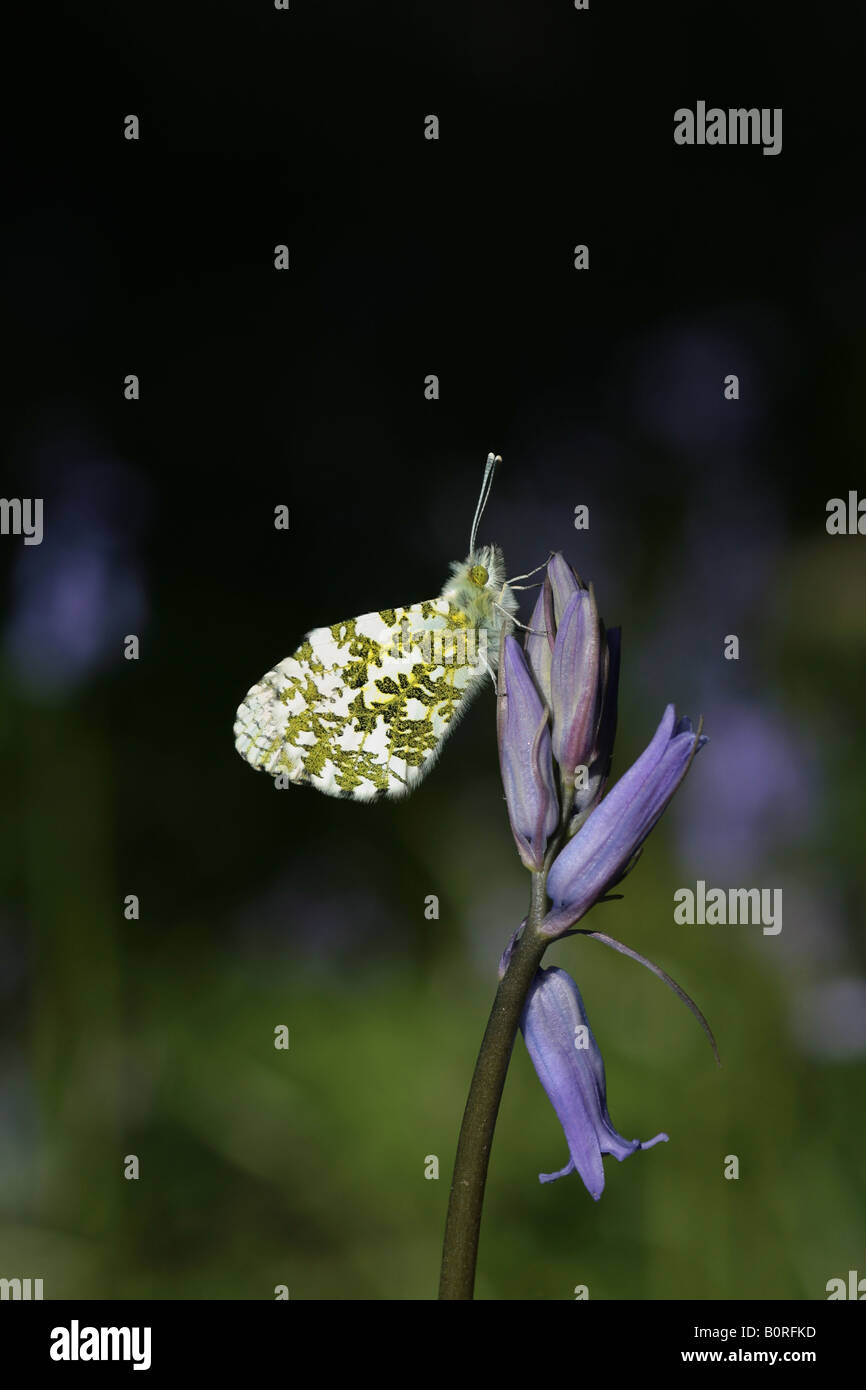 Punta arancione farfalla in appoggio su un bluebell flower Foto Stock
