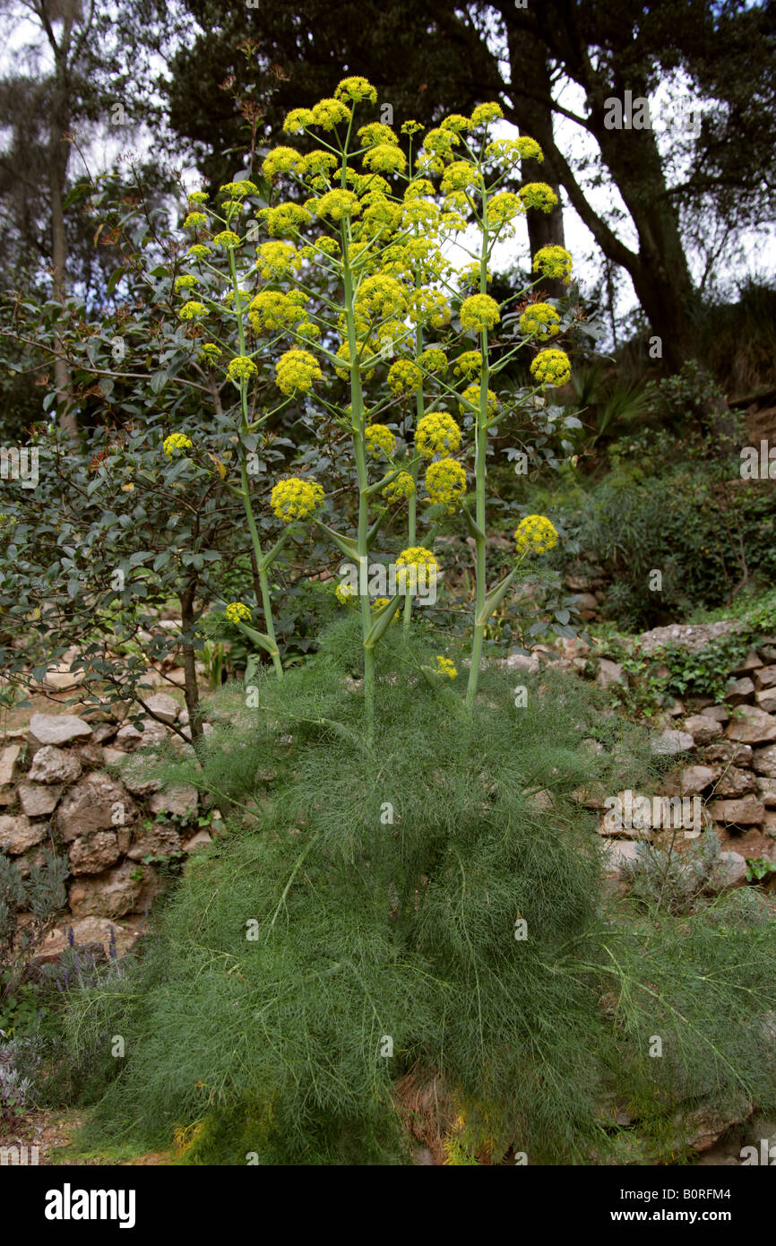 Finocchio gigante Ferula communis Apiaceae Foto Stock