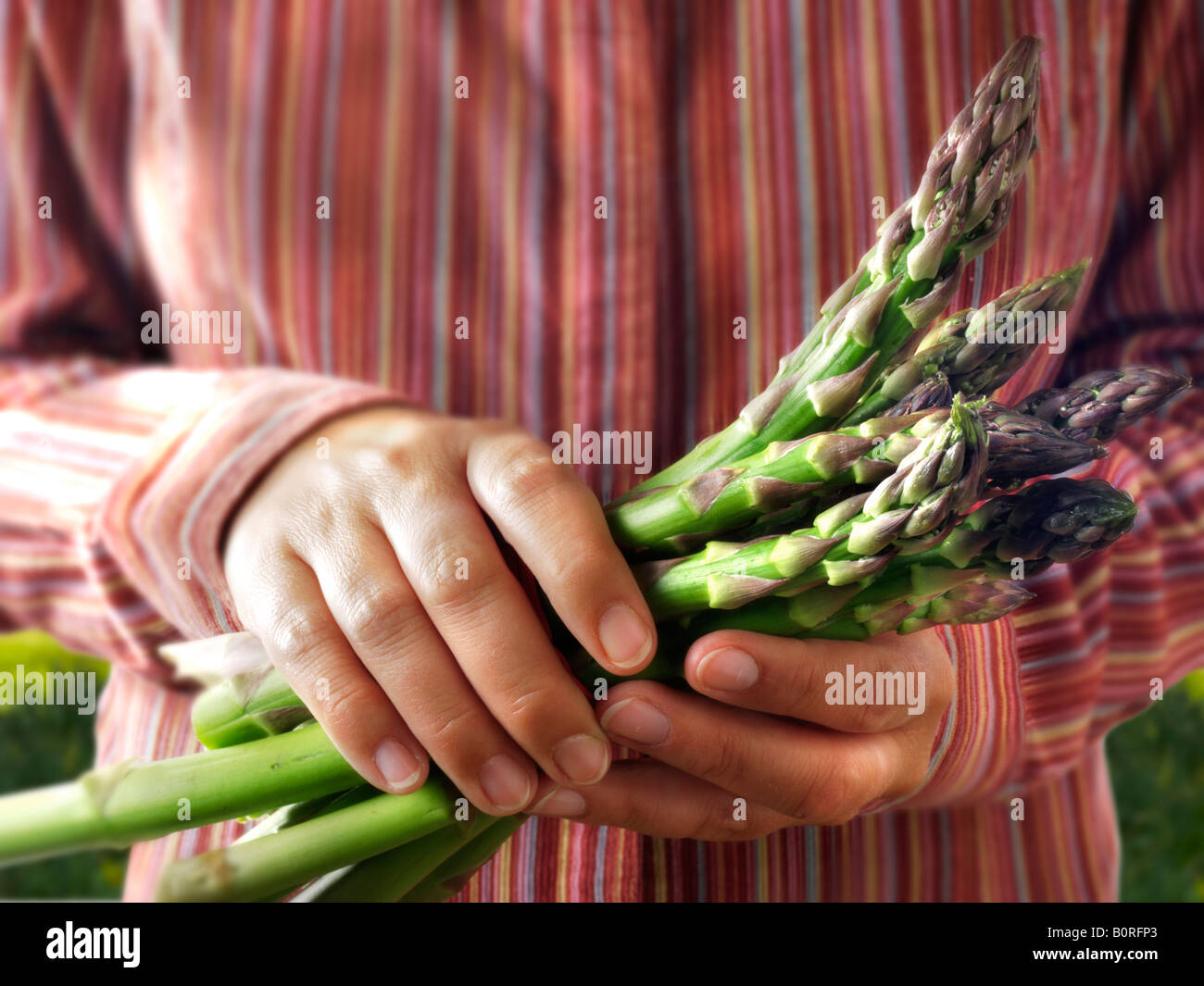 Donna mano azienda di asparagi freschi Foto Stock