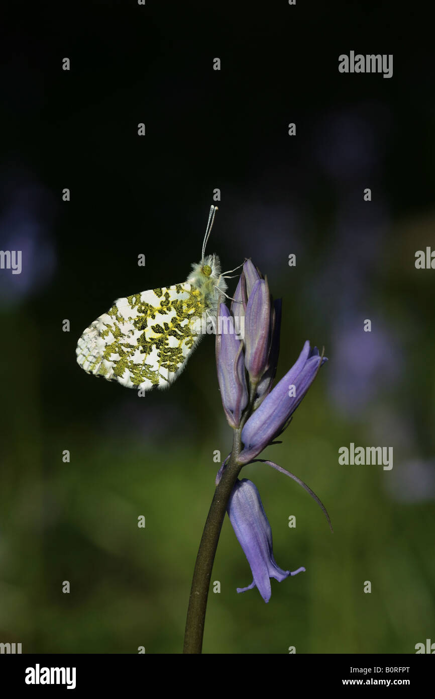 Punta arancione farfalla in appoggio su un bluebell flower Foto Stock