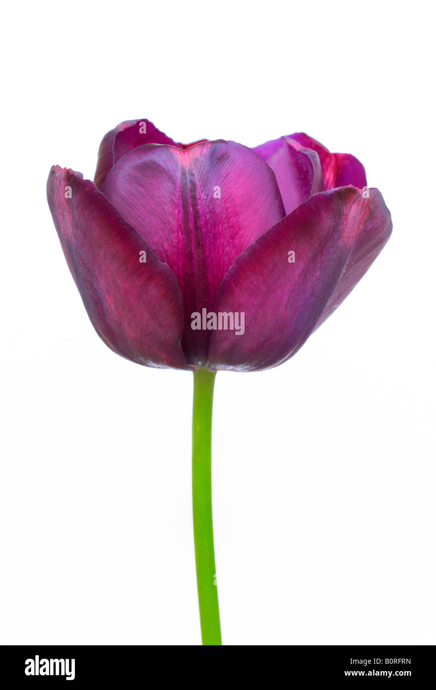 Tulipano viola Foto Stock