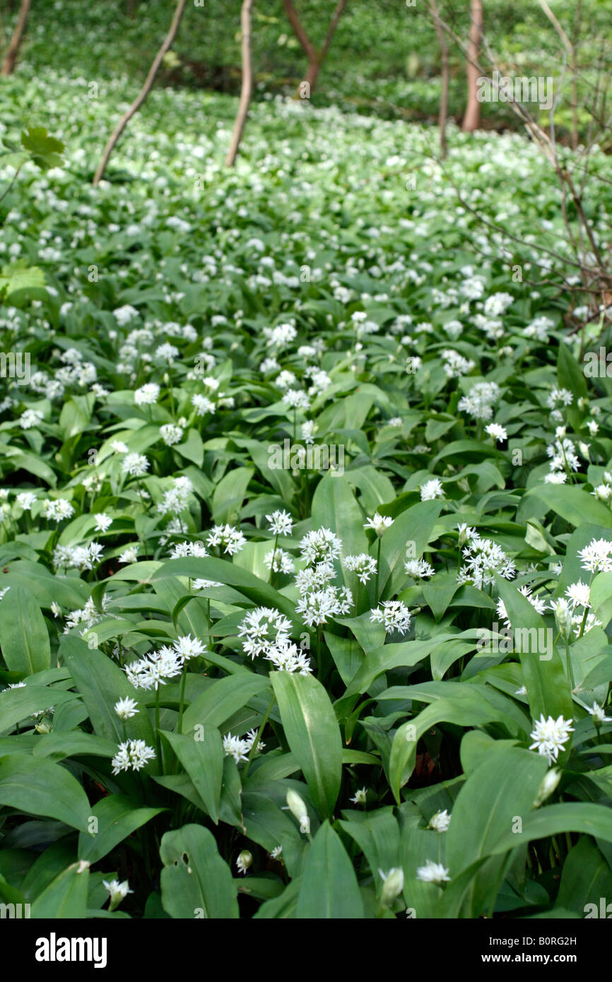 ALLIUM URSINUM O RAMSONS costituisce una fitta moquette sotto alberi decidui sui suoli umidi in Inghilterra occidentale Foto Stock