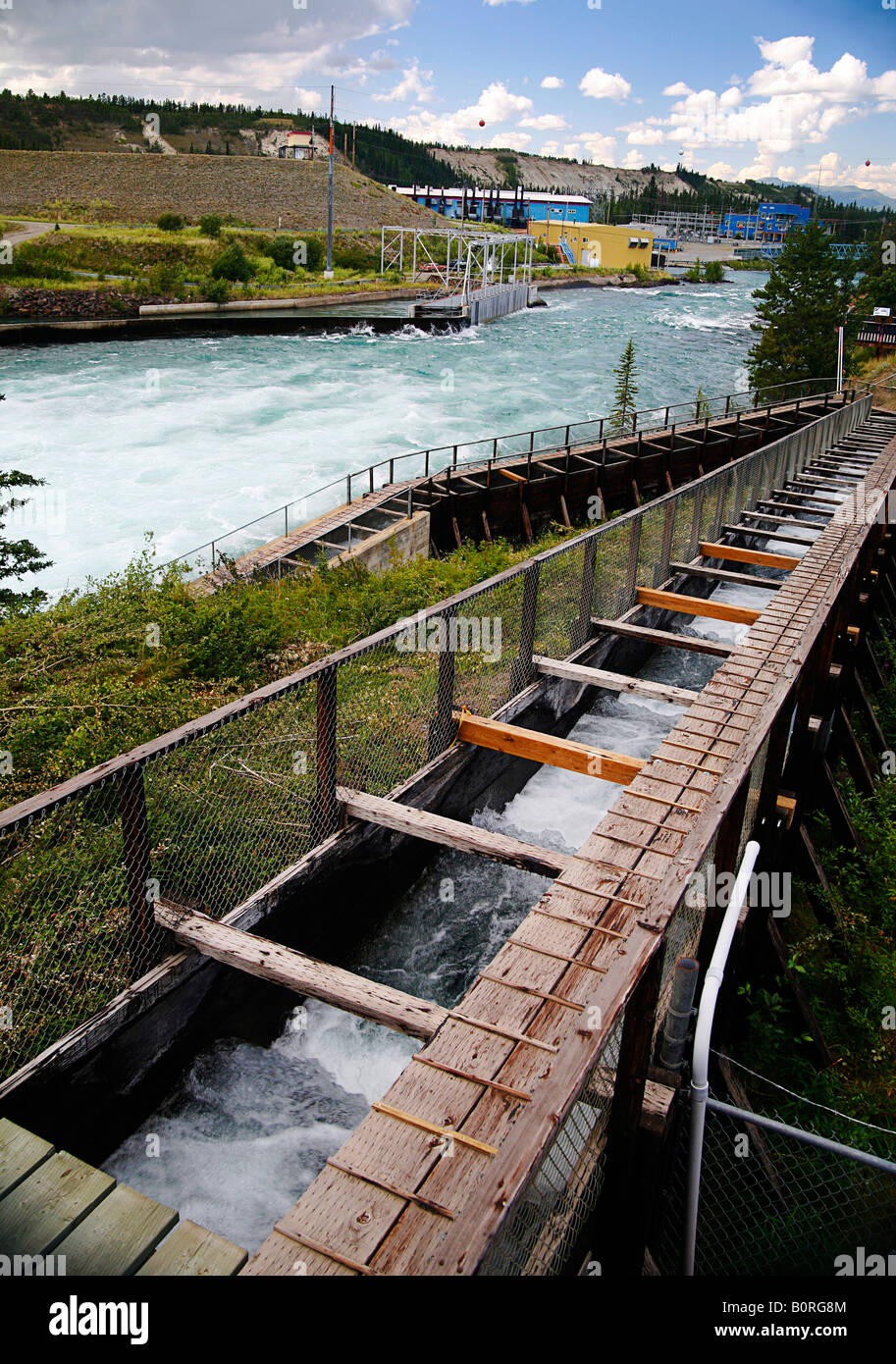 La scaletta di salmone sul fiume di Yukon Whitehorse Canada Foto Stock