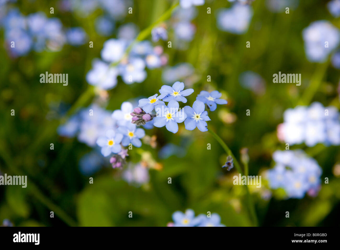 Dimenticare di legno-me-non fiori (Myosotis sylvatica) Foto Stock