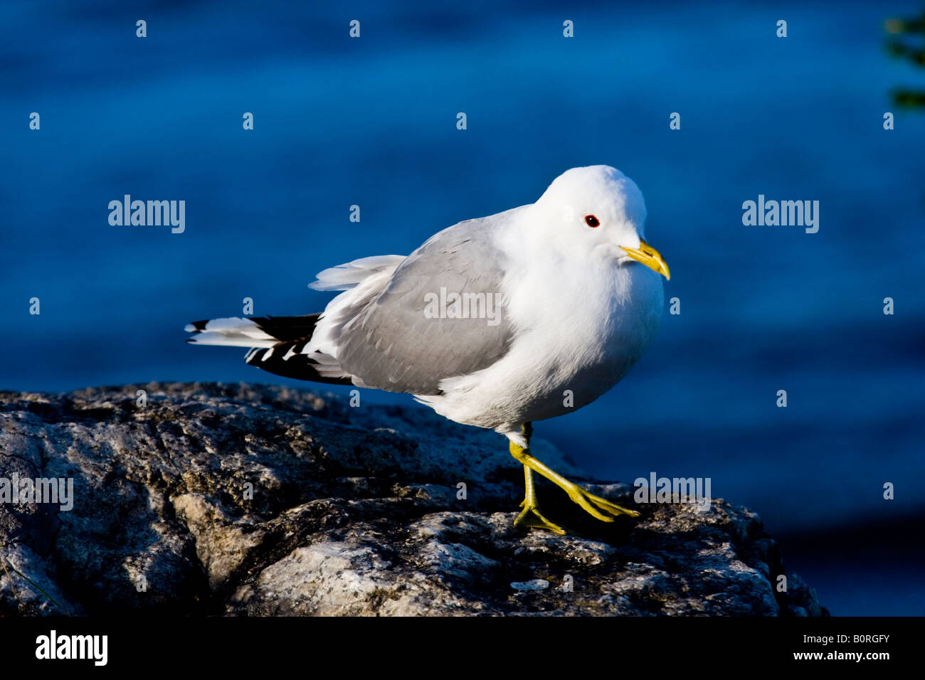 Giallo giallo footedor zampe sea gull ( Larus vivacizza ) Foto Stock