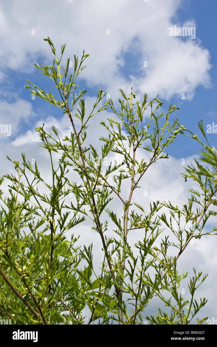 Alnus glutinosa imperialis nel Maggio Foto Stock