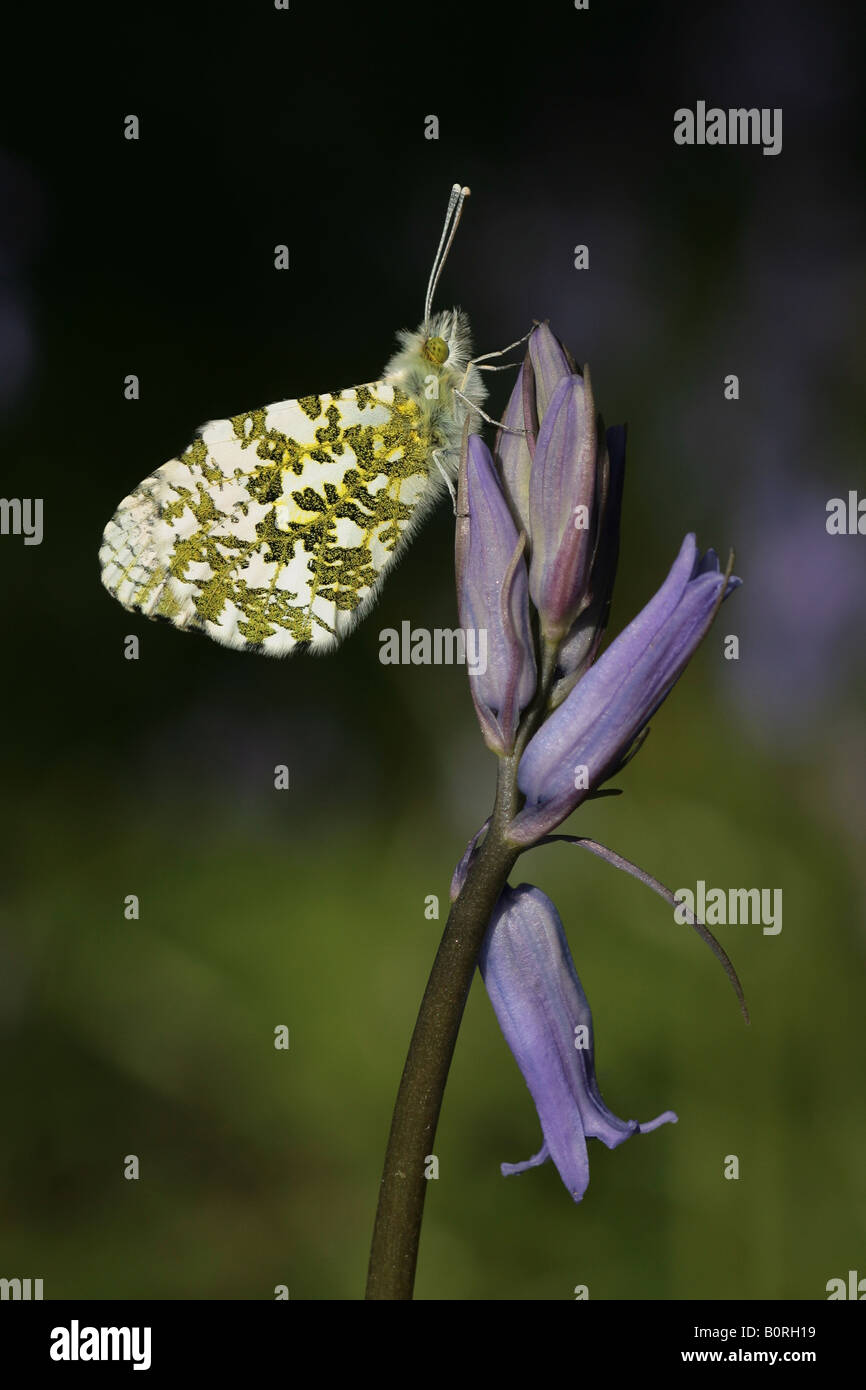 Punta arancione farfalla in appoggio su un bluebell flower Foto Stock