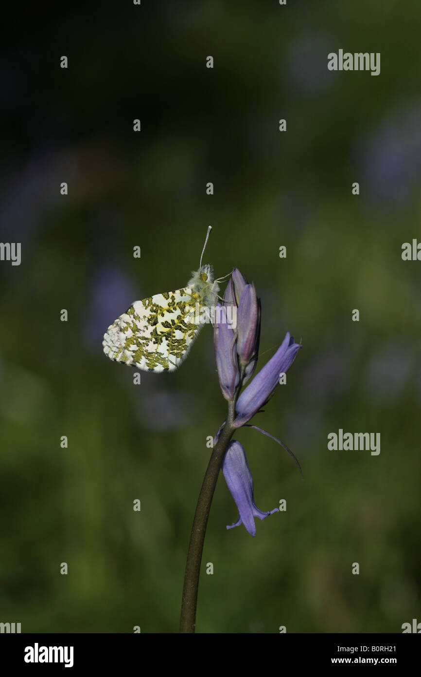 Punta arancione farfalla in appoggio su un bluebell flower Foto Stock