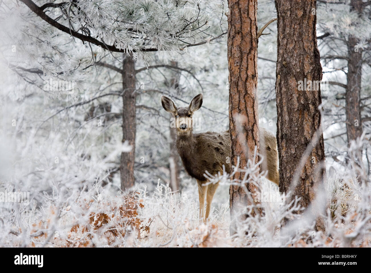 Bellissimi cervi nel foraggio invernale per i prodotti alimentari nella coperta di neve Colorado Rocky Mountain Wilderness. Foto Stock