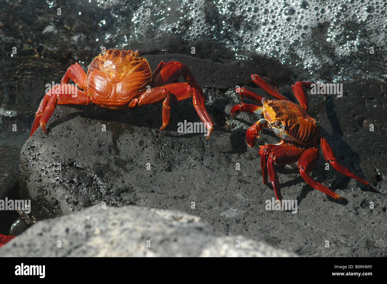 Sally luce granchio piede [Grapsus Grapsus], Isole Galapagos, Ecuador, Sud America Foto Stock