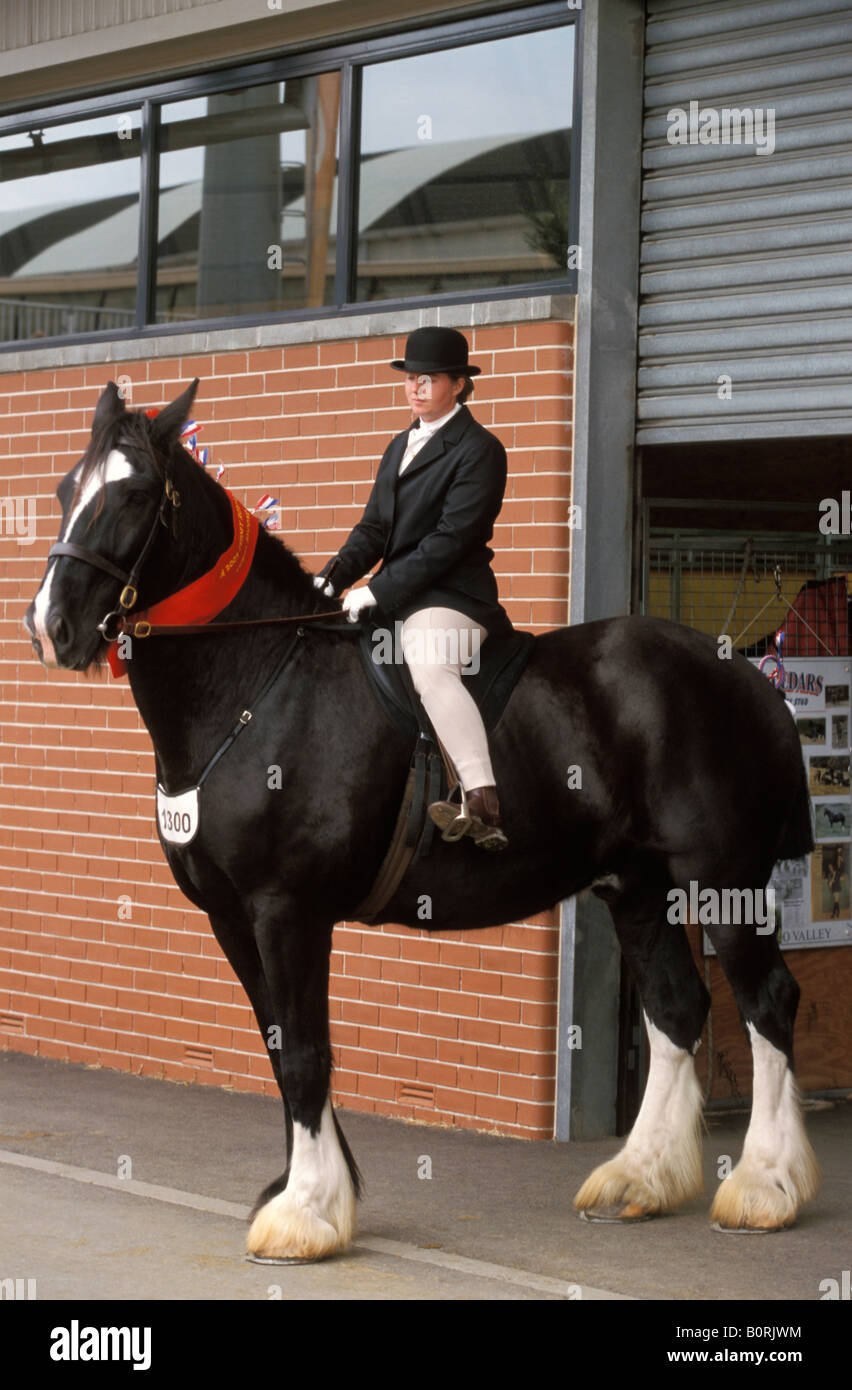 Shire Horse castrazione Archibold cedri Sydney Royal Easter Show del Nuovo Galles del Sud Australia Foto Stock