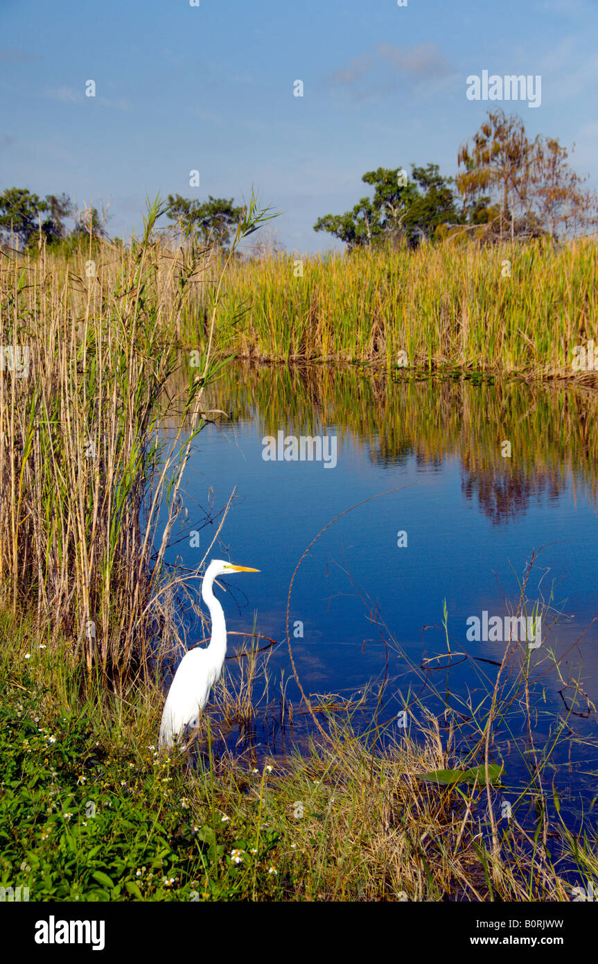 Un Americano Garzetta nelle praterie e paludi di Everglades Florida USA Foto Stock