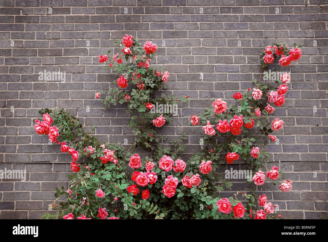 Climbing rose rosse su un muro di mattoni di una casa Foto Stock