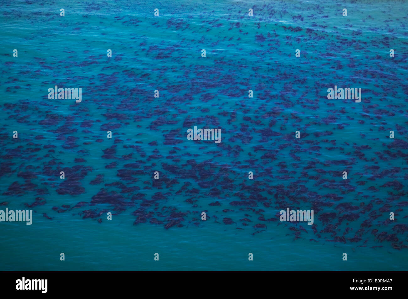 Al di sopra dell'antenna Kelp forest colony Oceano Pacifico off centrale California Coast Foto Stock