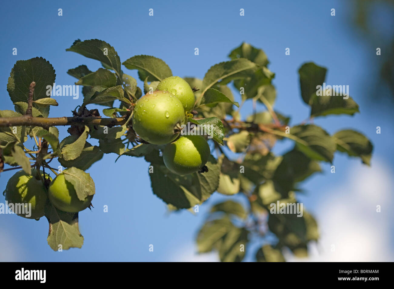 Freschi organici mele verdi crescono su un ramo di albero Foto Stock