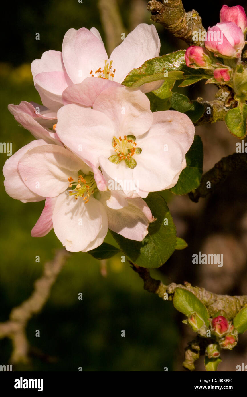 Apple Blossom in primavera (malus domestica) Foto Stock