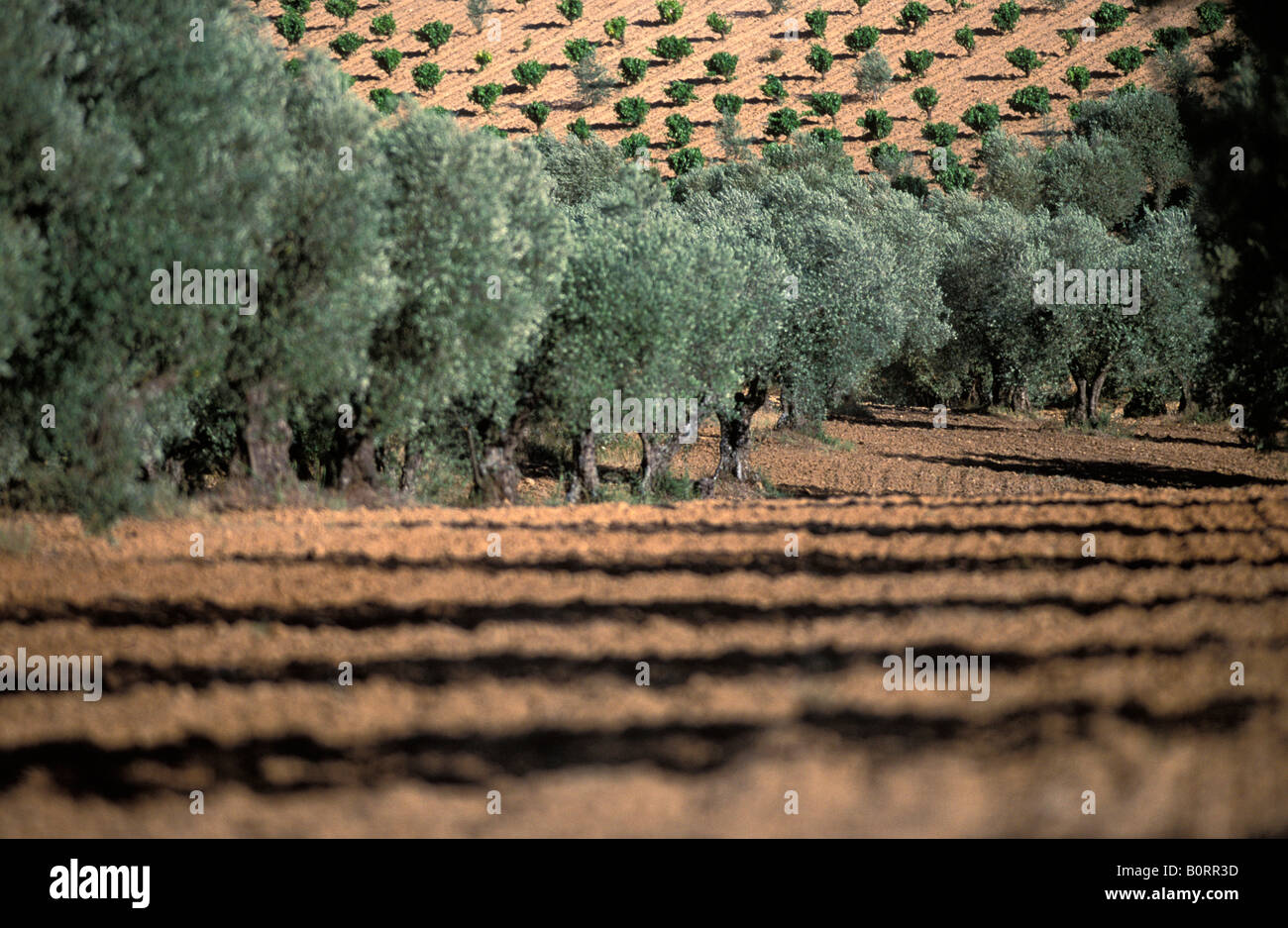 Spagna oliveti sull'altopiano di Castilla Foto Stock