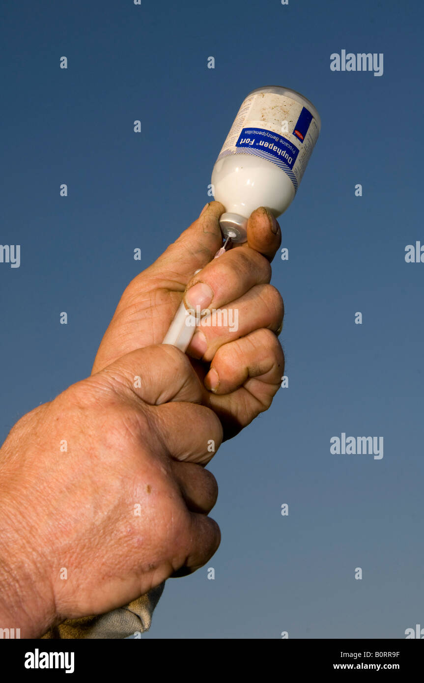 Agricoltore antibiotico di disegno da una bottiglia in un ago ipodermico e siringa Foto Stock