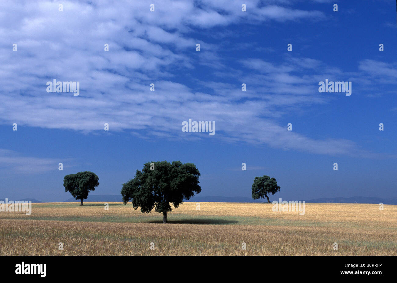 Spagna il plateau di Castilla paesaggio Foto Stock