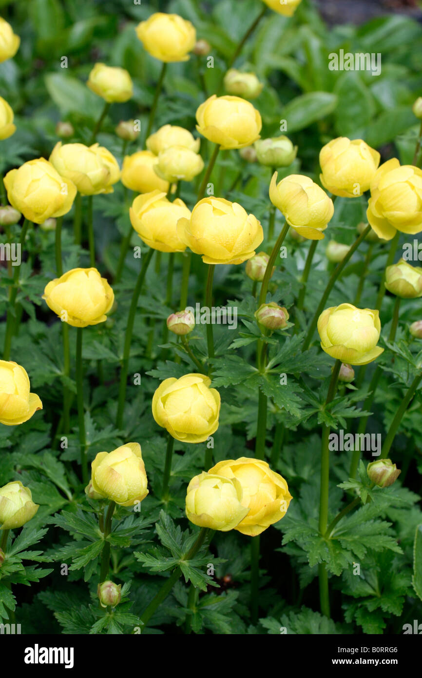 TROLLIUS X CULTORUM prima di tutto il globo giallo fiore Foto Stock