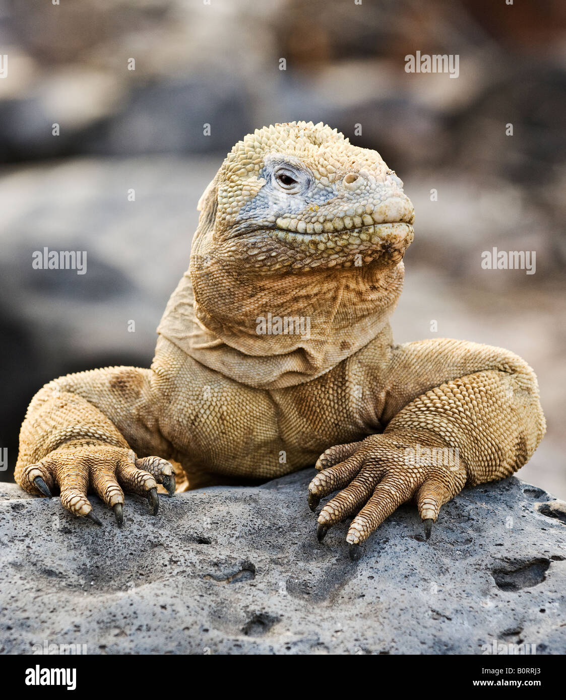 Maschio Iguana di Terra Santa Fe isola Galapagos Ecuador Foto Stock