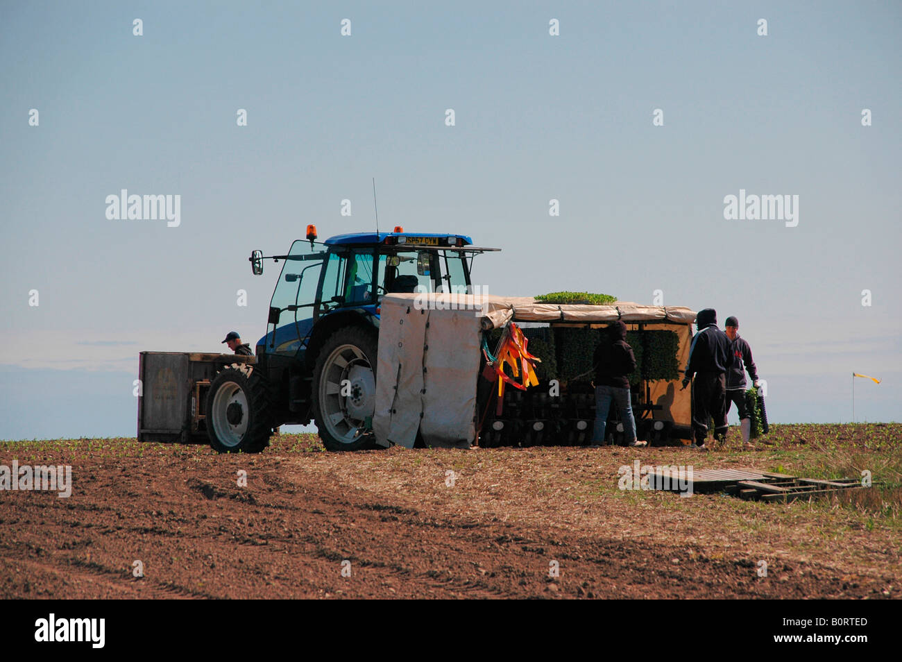 Un trattore in un nuovo campo arato con giovani piantine e bird spaventare i nastri sul traino - lavoratori preparare piantarli Foto Stock