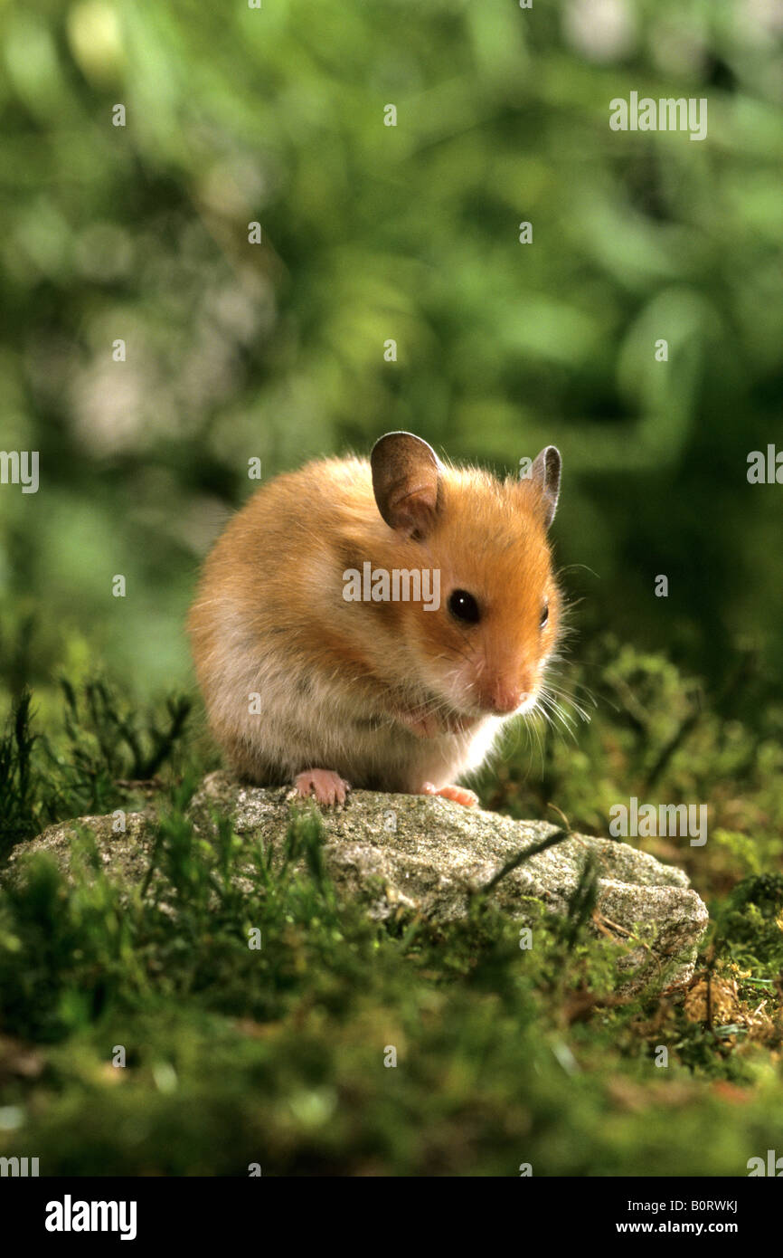 Criceto dorato (mesocricetus auratus) seduto su una pietra in un giardino  Foto stock - Alamy