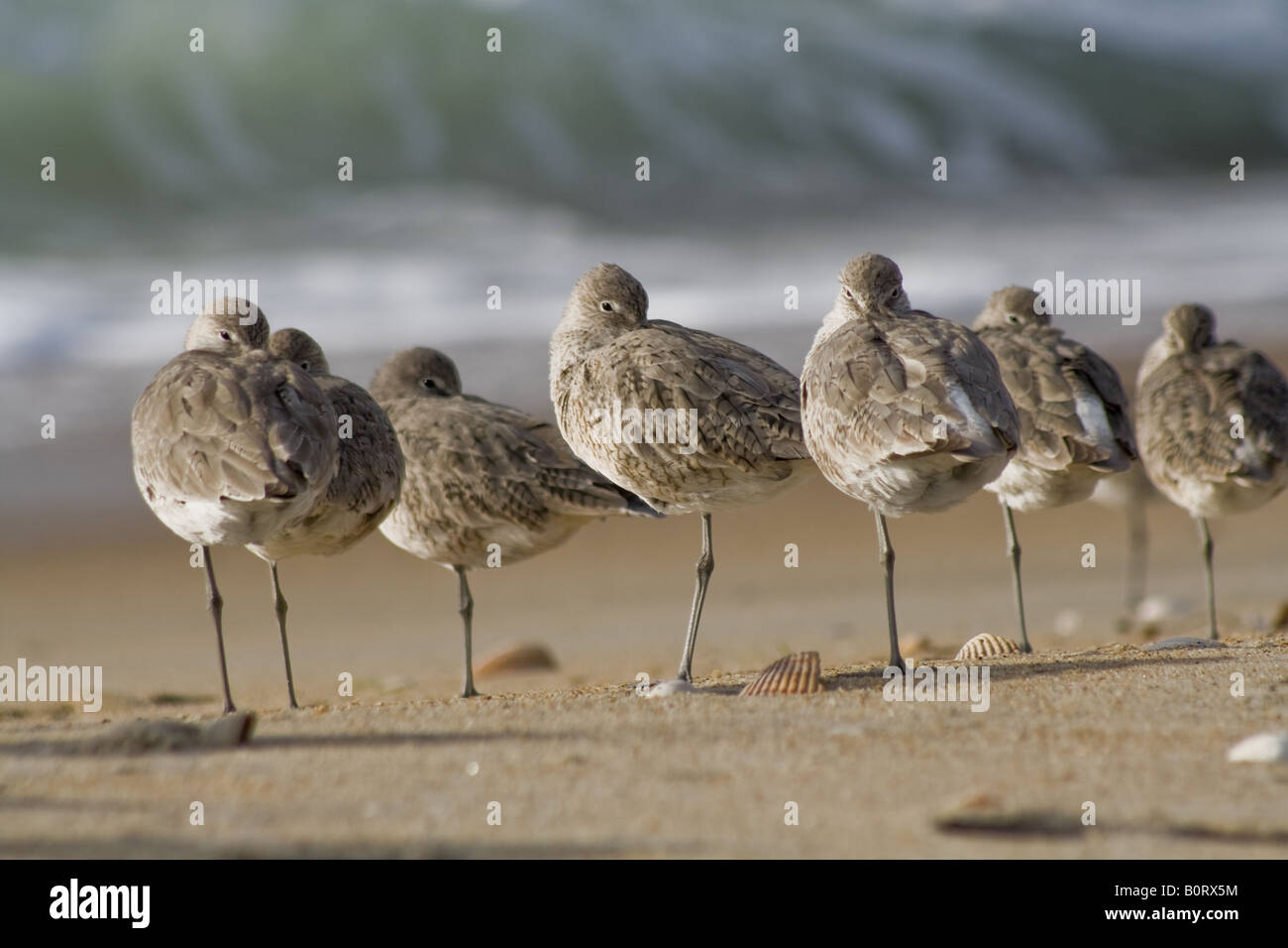 Gregge di Willets, Outer Banks, Carolina del Nord Foto Stock