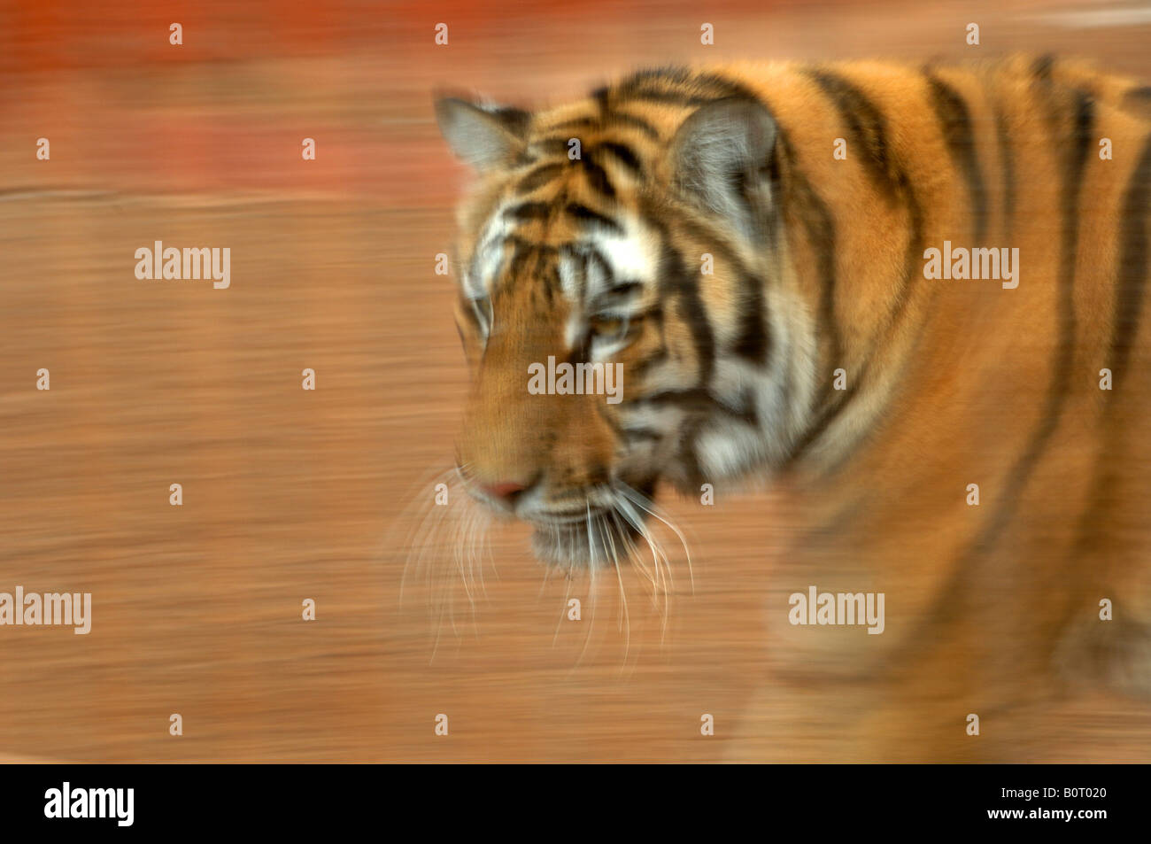 Gran Canaria una tigre in coccodrillo del parco di Villa de Aguimes Foto Stock