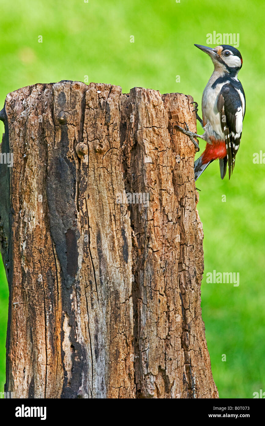 Picchio rosso maggiore (Dendrocopos major) sul ceppo di albero. Foto Stock