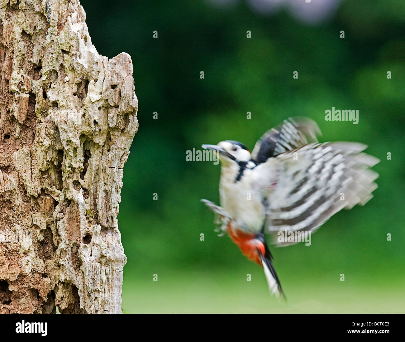 Homing in. Il Picchio rosso maggiore (Dendrocopos major) Foto Stock