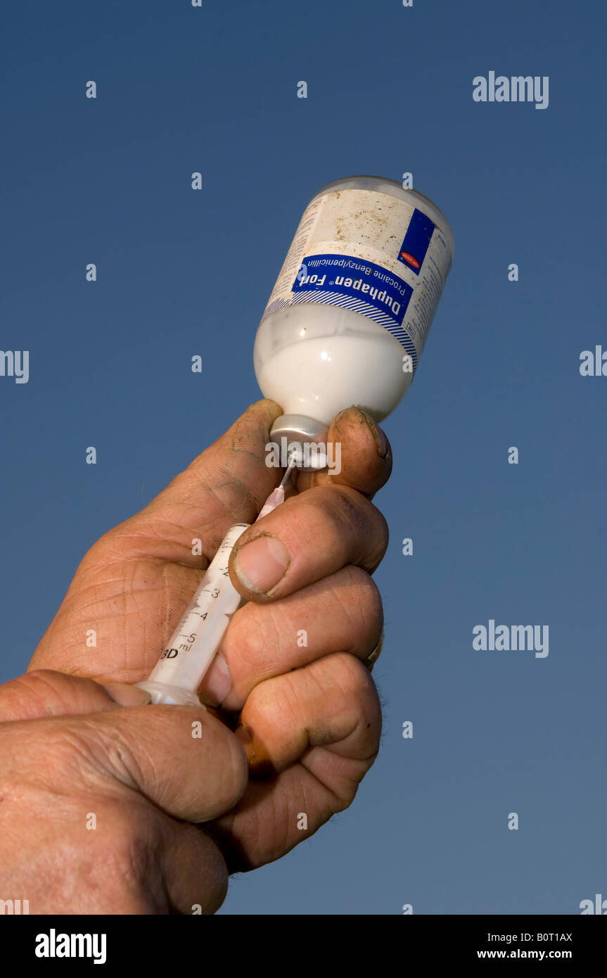 Agricoltore antibiotico di disegno da una bottiglia in un ago ipodermico e siringa Foto Stock