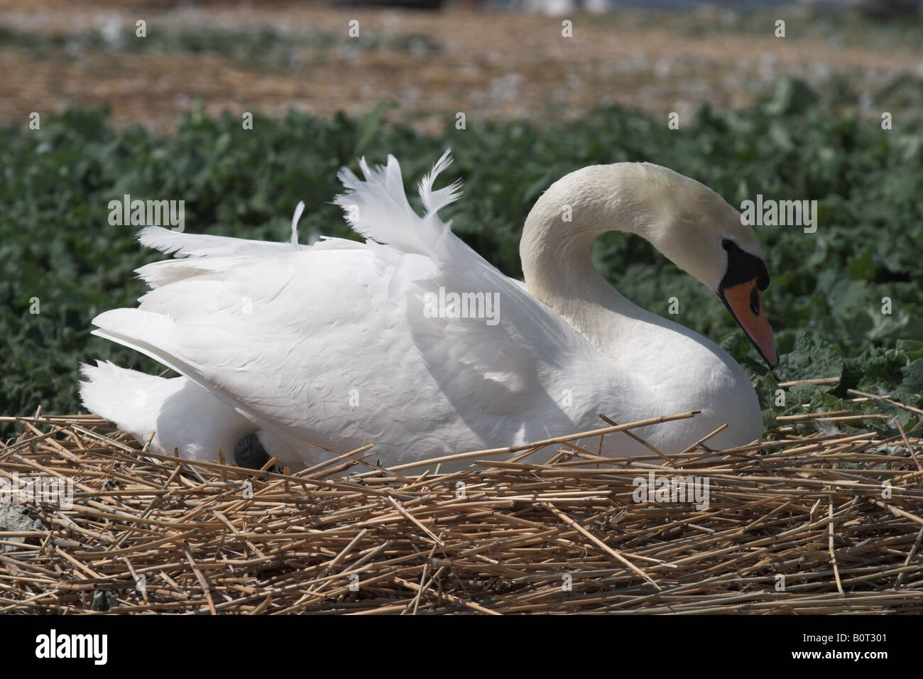 Nidificazione di Swan a Abbotsbury Swannery, Dorset Foto Stock