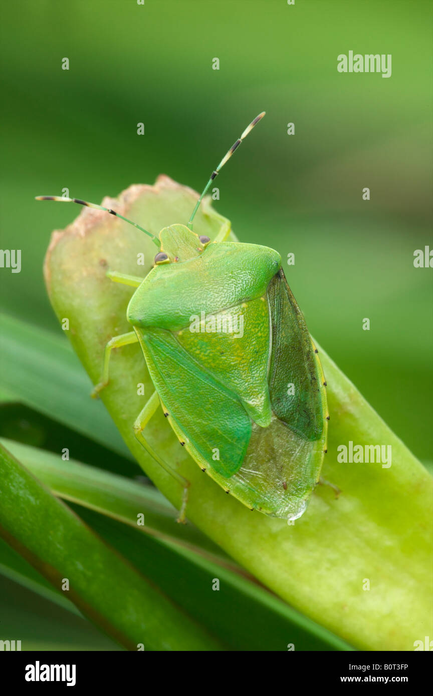 Verde di puzzo Bug Foto Stock