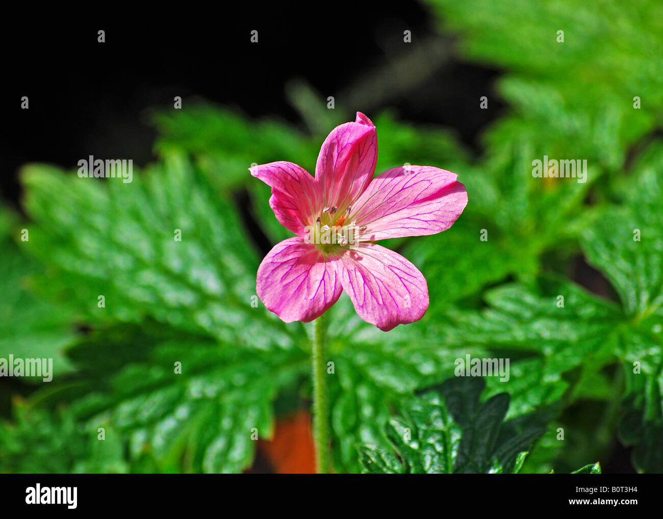 Geranio x oxonianum "T" Johnson Foto Stock
