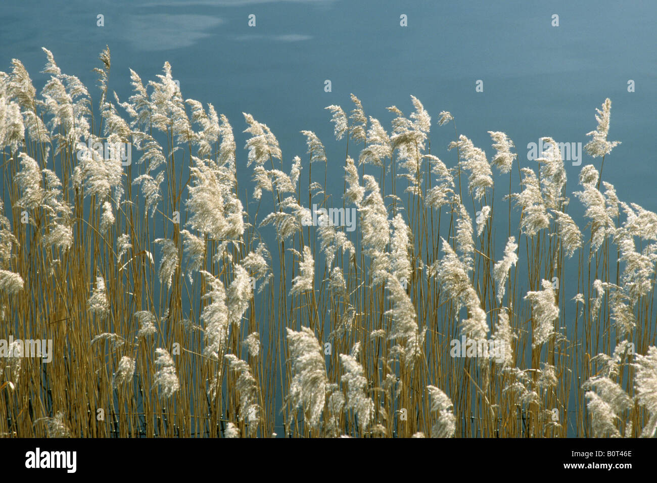 Cannuccia di palude, Reed erba (Phragmites communis), stocchi di sementi Foto Stock