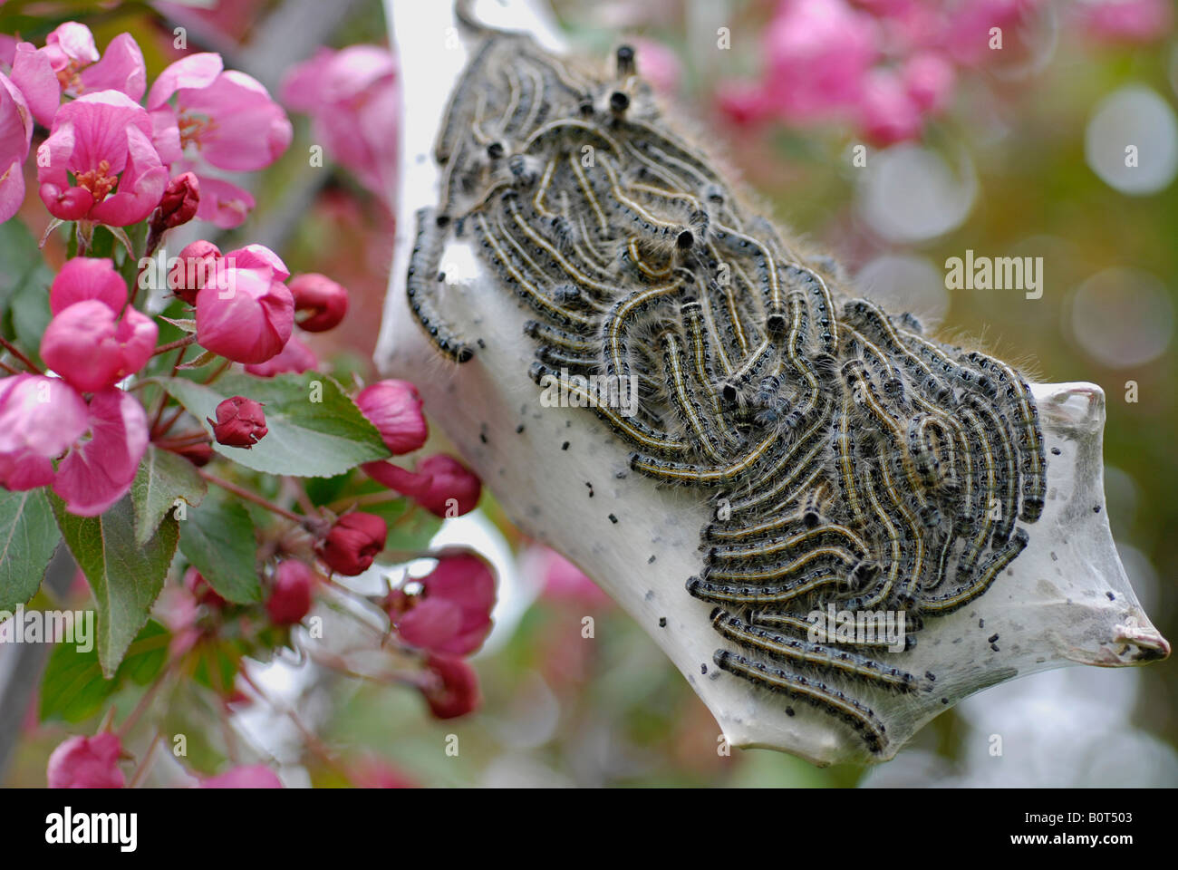 Tent Caterpillar orientale (Malacosoma americanum) nell'albero di granchio Foto Stock