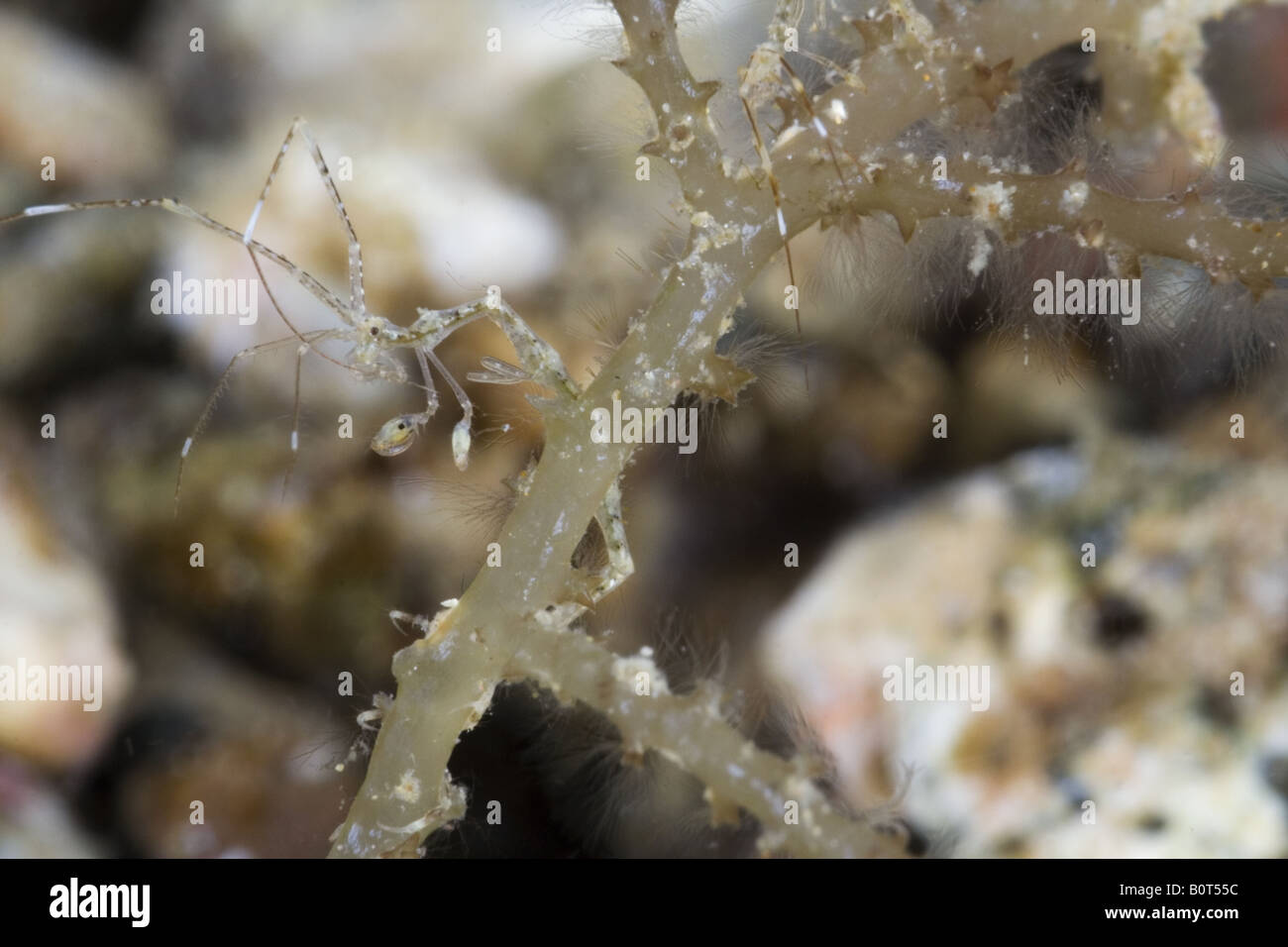 Gamberi di scheletro attaccato al algue sotto l'acqua Foto Stock