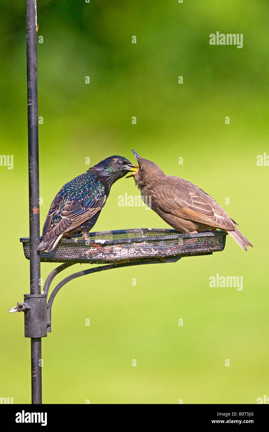 Starling Sturnus vulgaris alimentazione dei giovani. Storia naturale Foto Stock