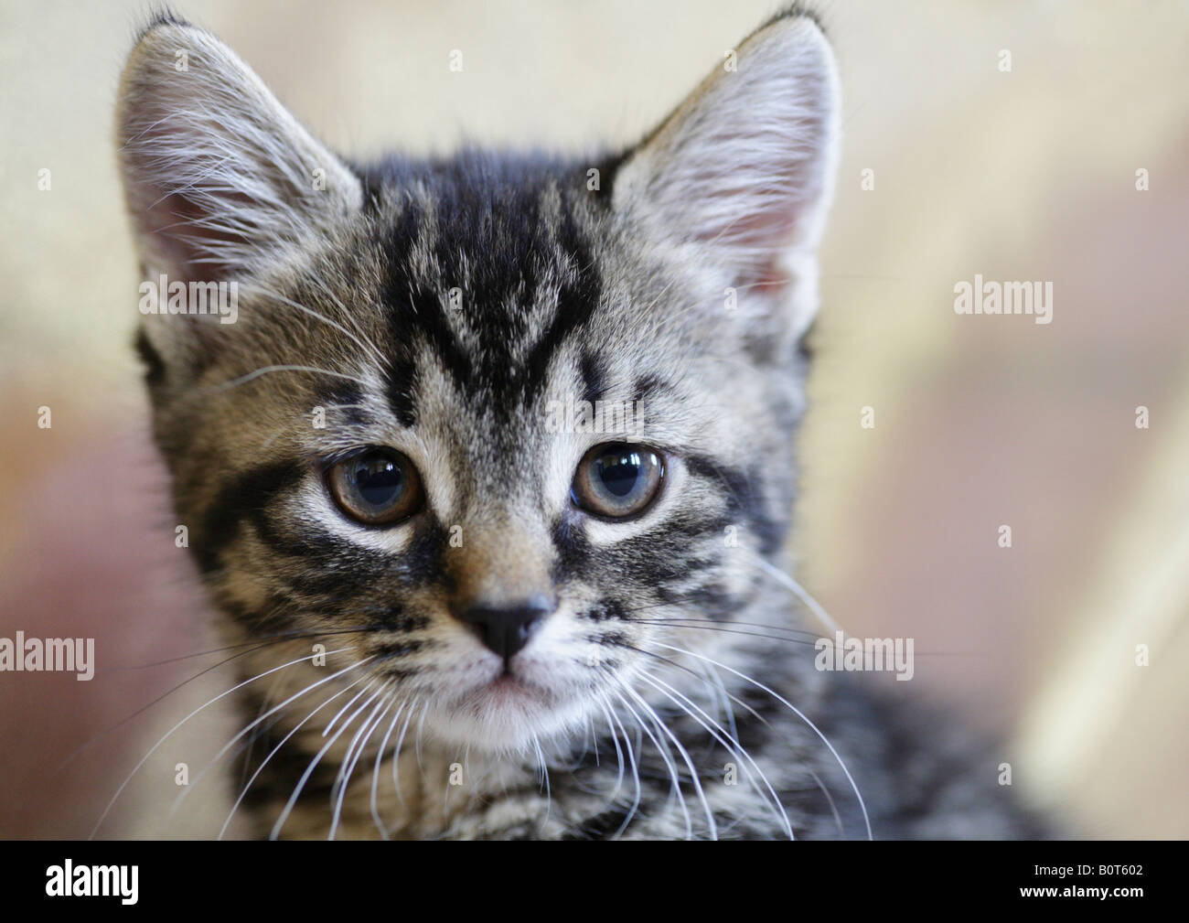 Otto settimane vecchio cucciolo faccia chiudere verso l'alto. Foto Stock