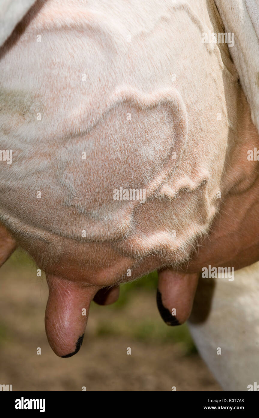 Mammelle su una vacca da latte Foto Stock
