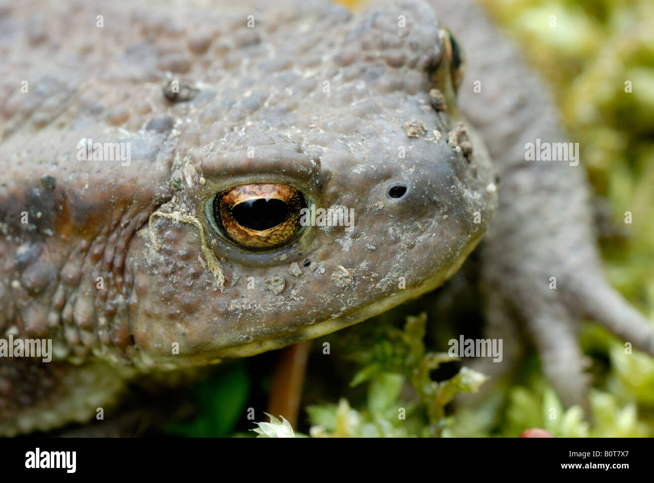 Comune Toad Bufo bufo, Galles, Regno Unito. Foto Stock