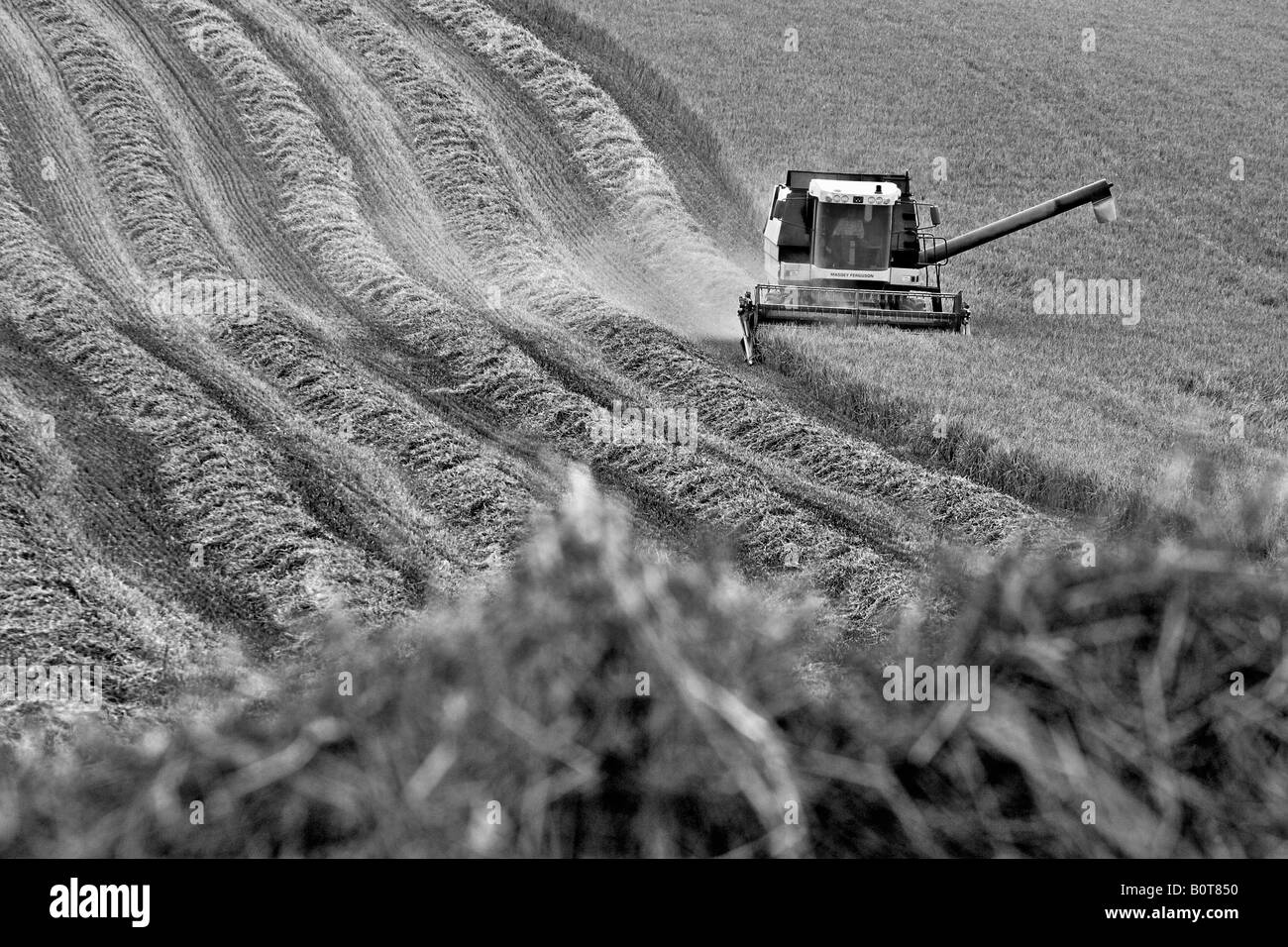 Bianco e nero - mietitura del grano chilterns buckinghamshire England Regno Unito Foto Stock