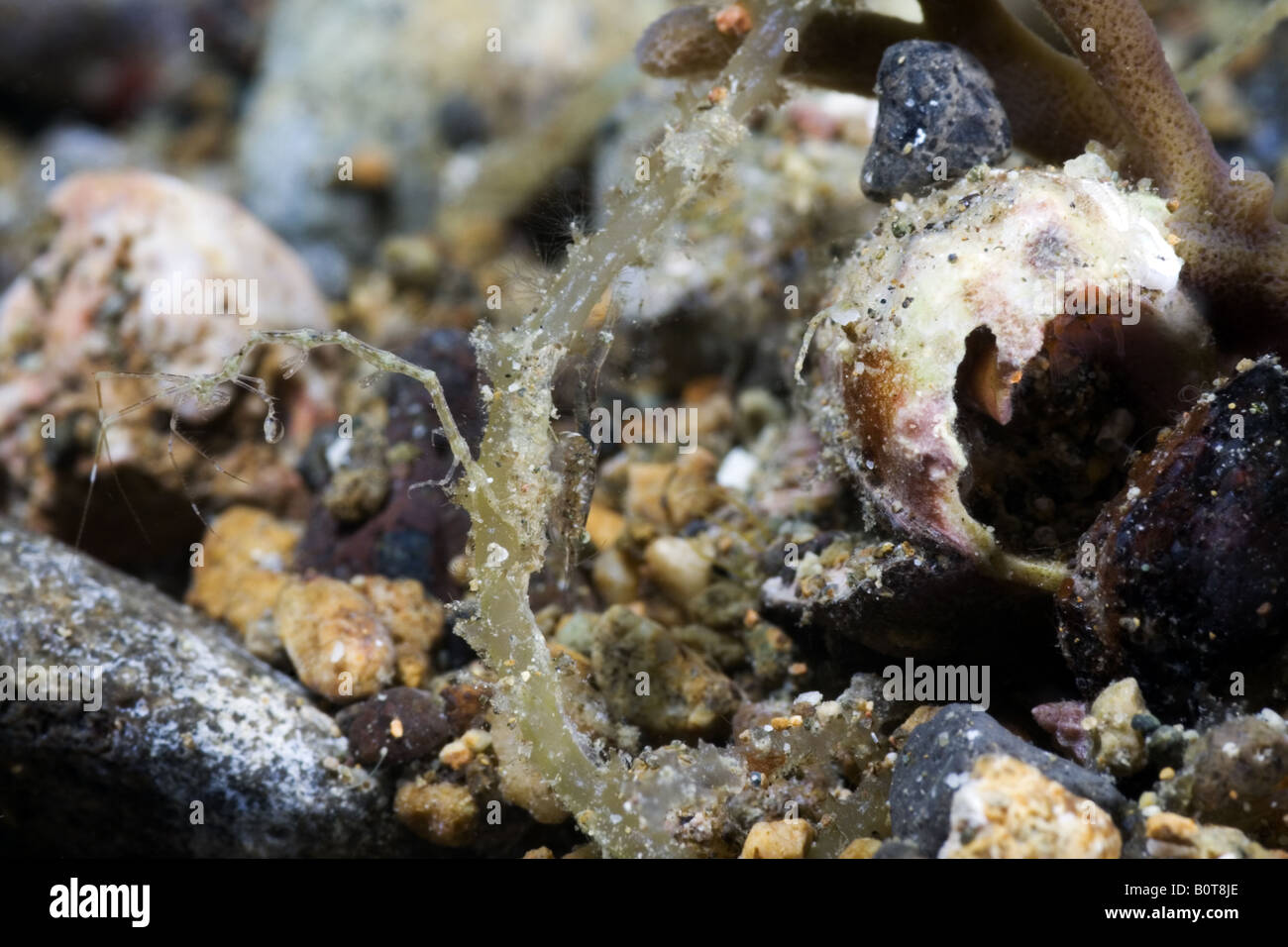 Gamberi di scheletro attaccato al algue sotto l'acqua Foto Stock