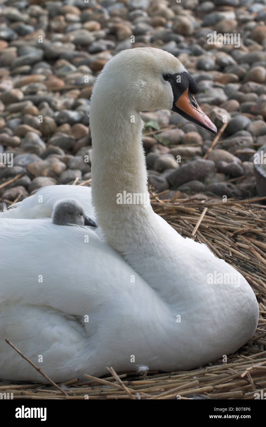 Swan con cygnet sulla sua schiena.at Abbotsbury Swannery Foto Stock