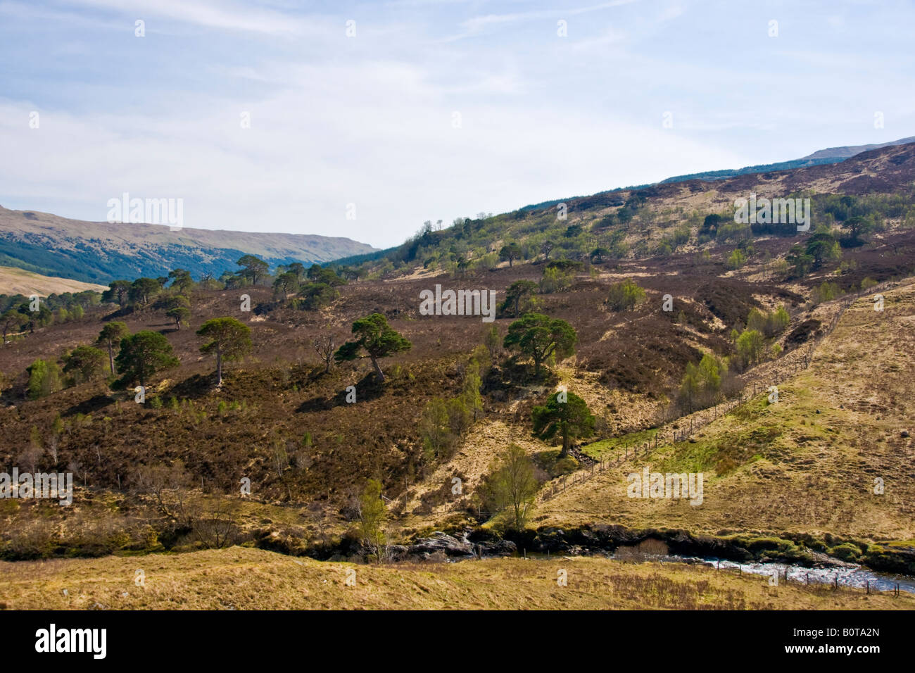 Alberi di pino appartenenti all'antica foresta di Caledonian a Cononish in Scozia occidentale vicino a Tyndrum Foto Stock