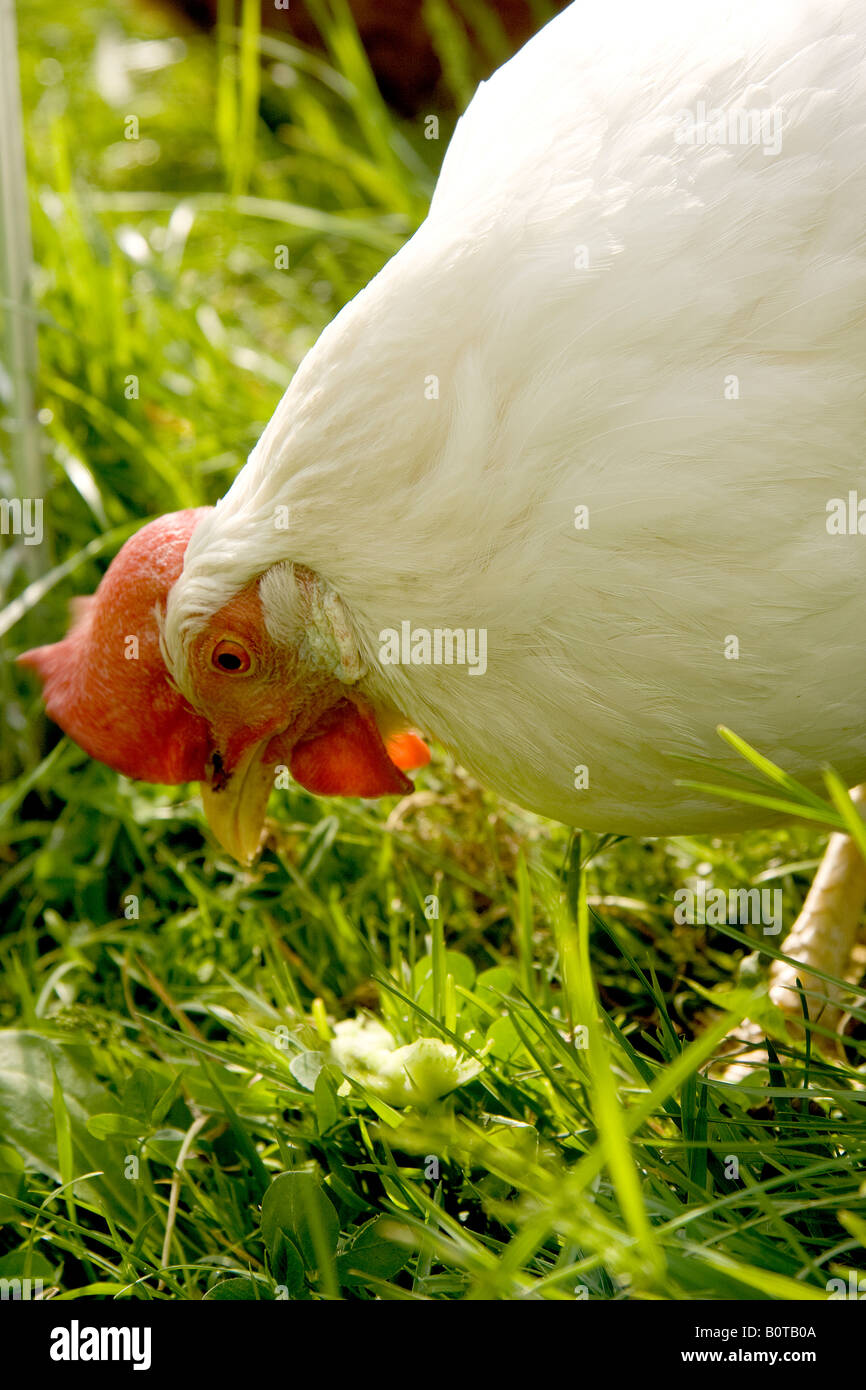 Primo piano della Livorno bianca razza di pollo Gallus gallus domesticus in erba fuori nel sole Foto Stock
