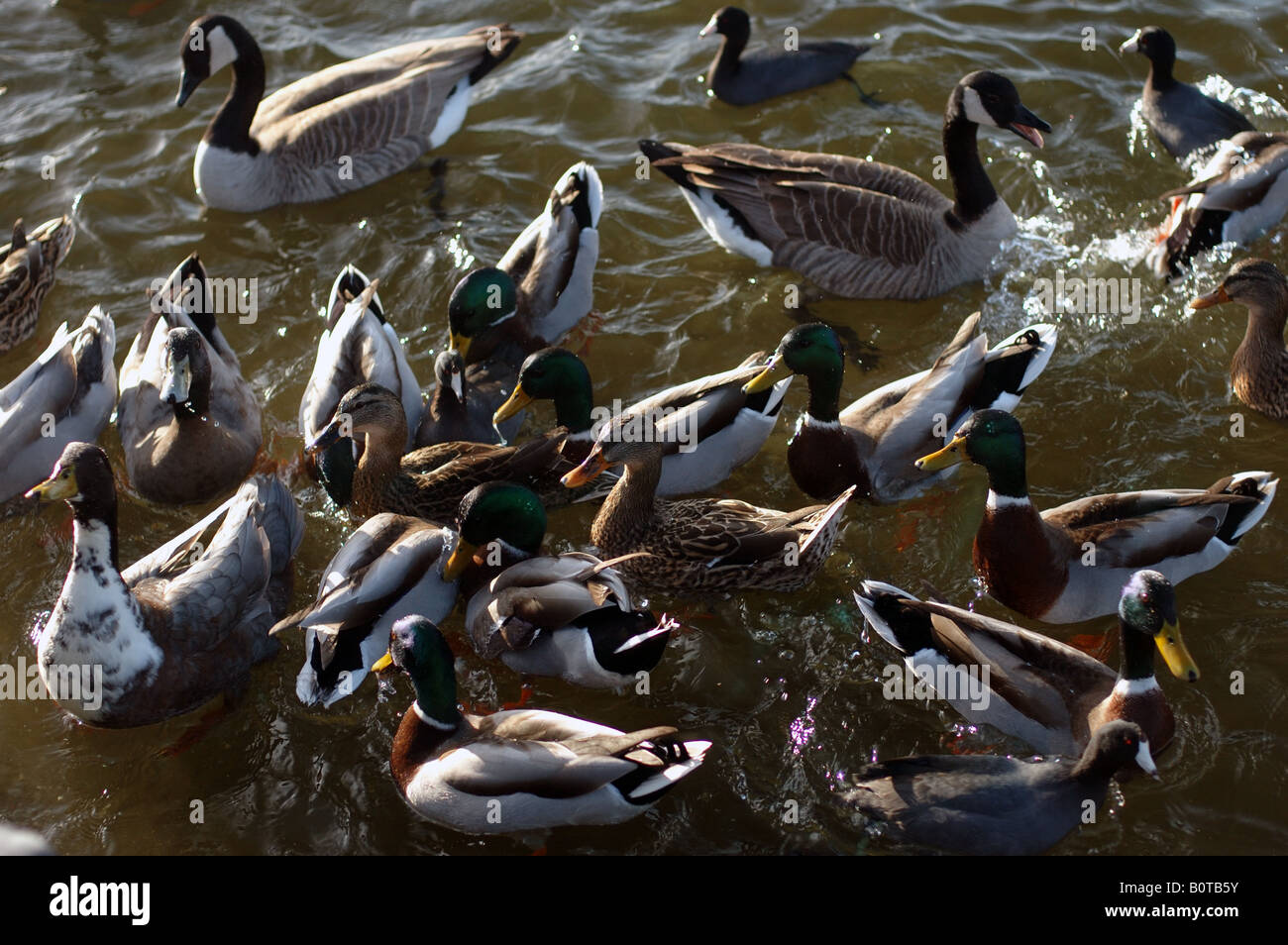 Gli uccelli acquatici galleggianti su un lago verde. Foto Stock