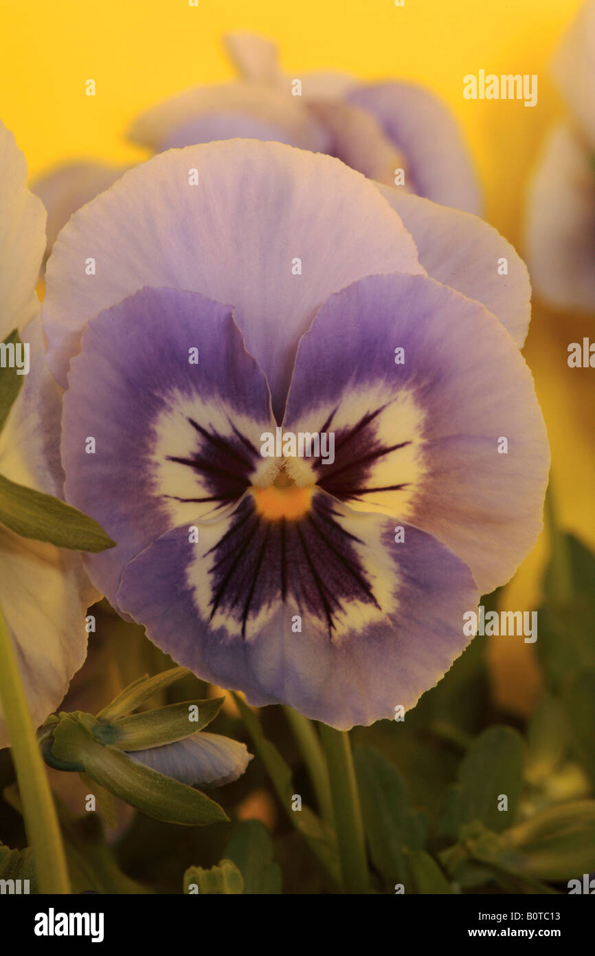 Viola del pensiero ibrido F1 Foto Stock