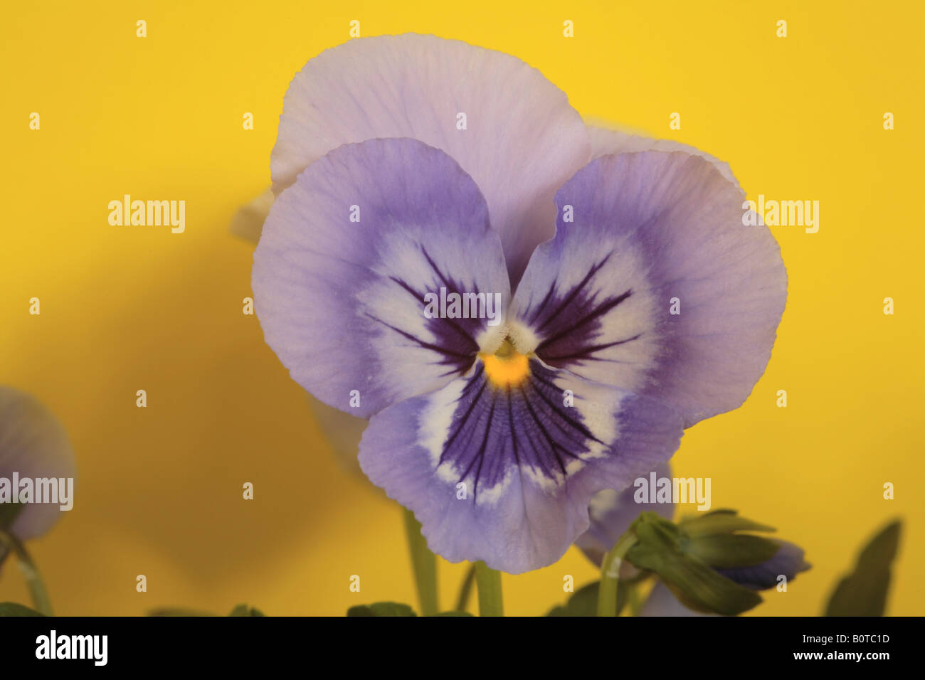 Viola del pensiero ibrido F1 Foto Stock